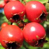 1009F 049 Goeppingen-PB